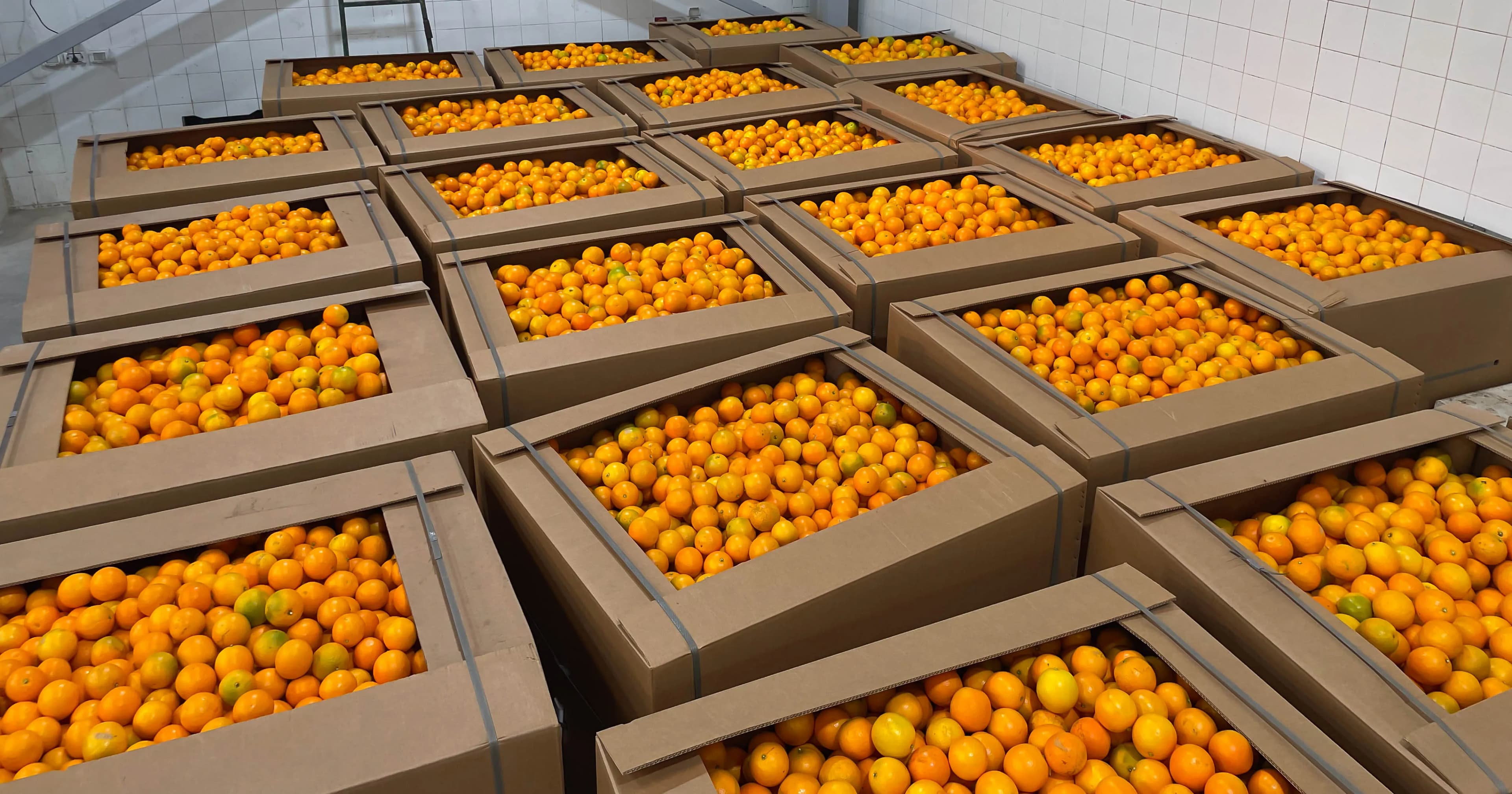 خطة التعبئة