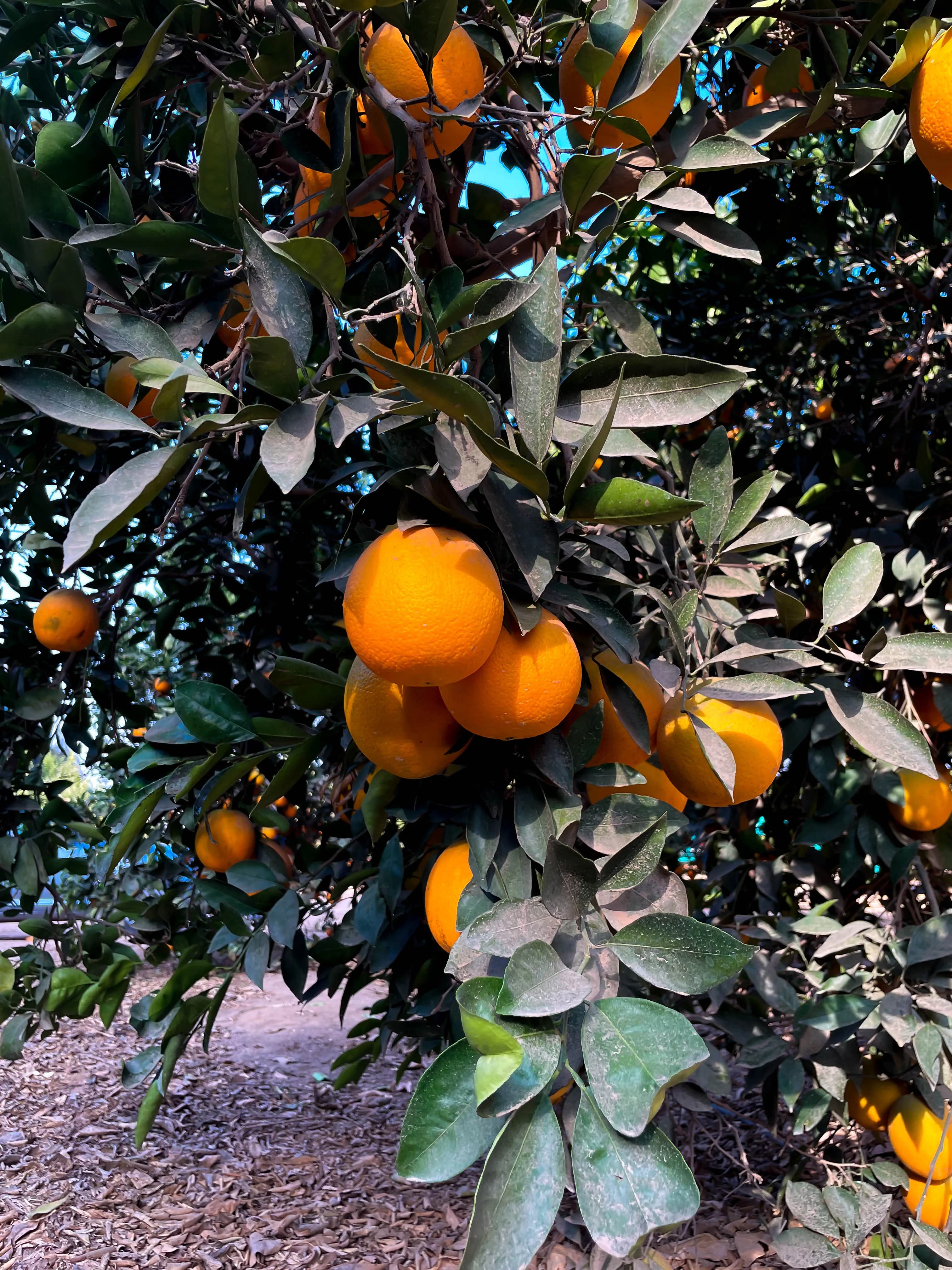 Citrus Cluster