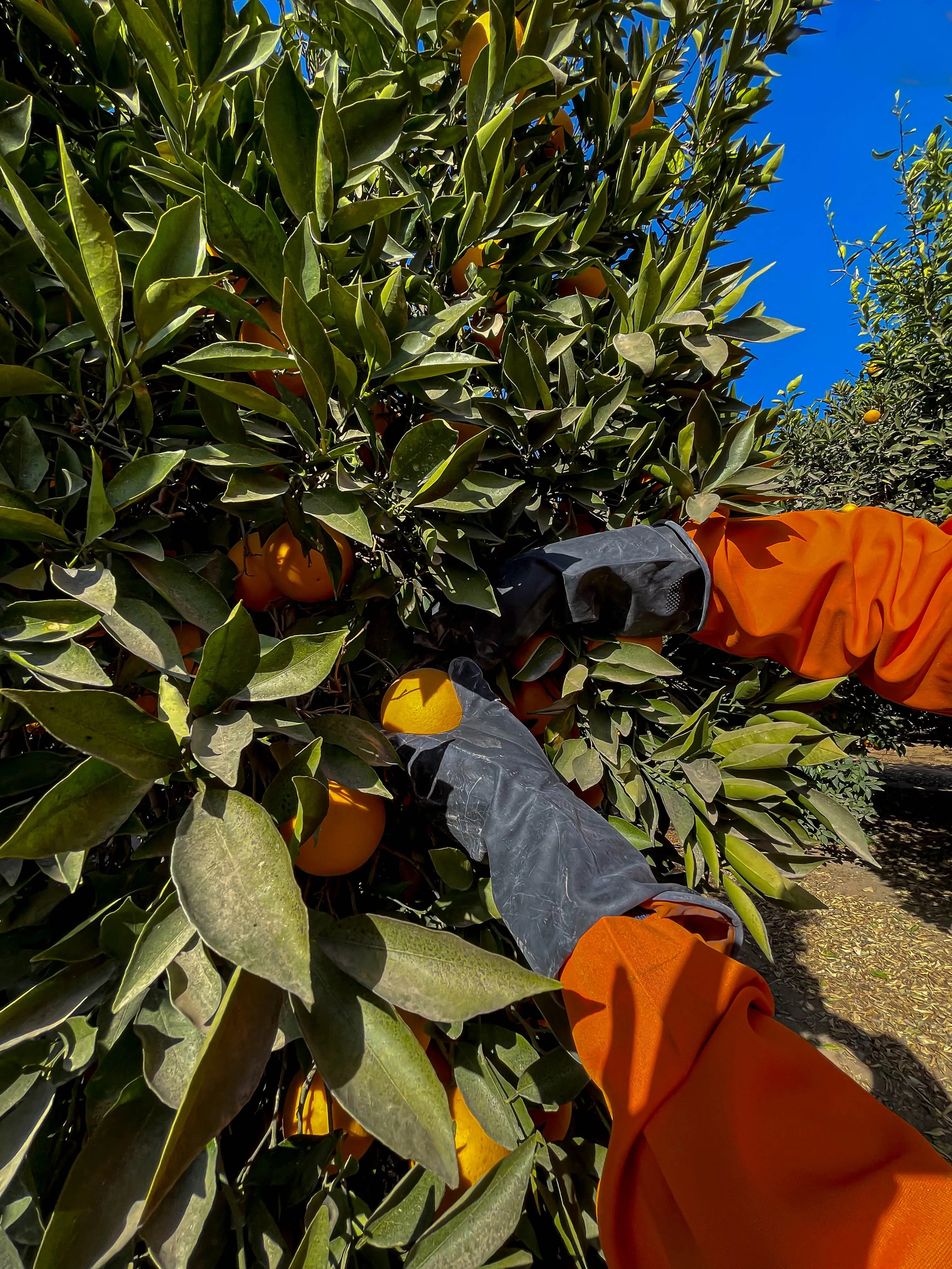 Picking Oranges
