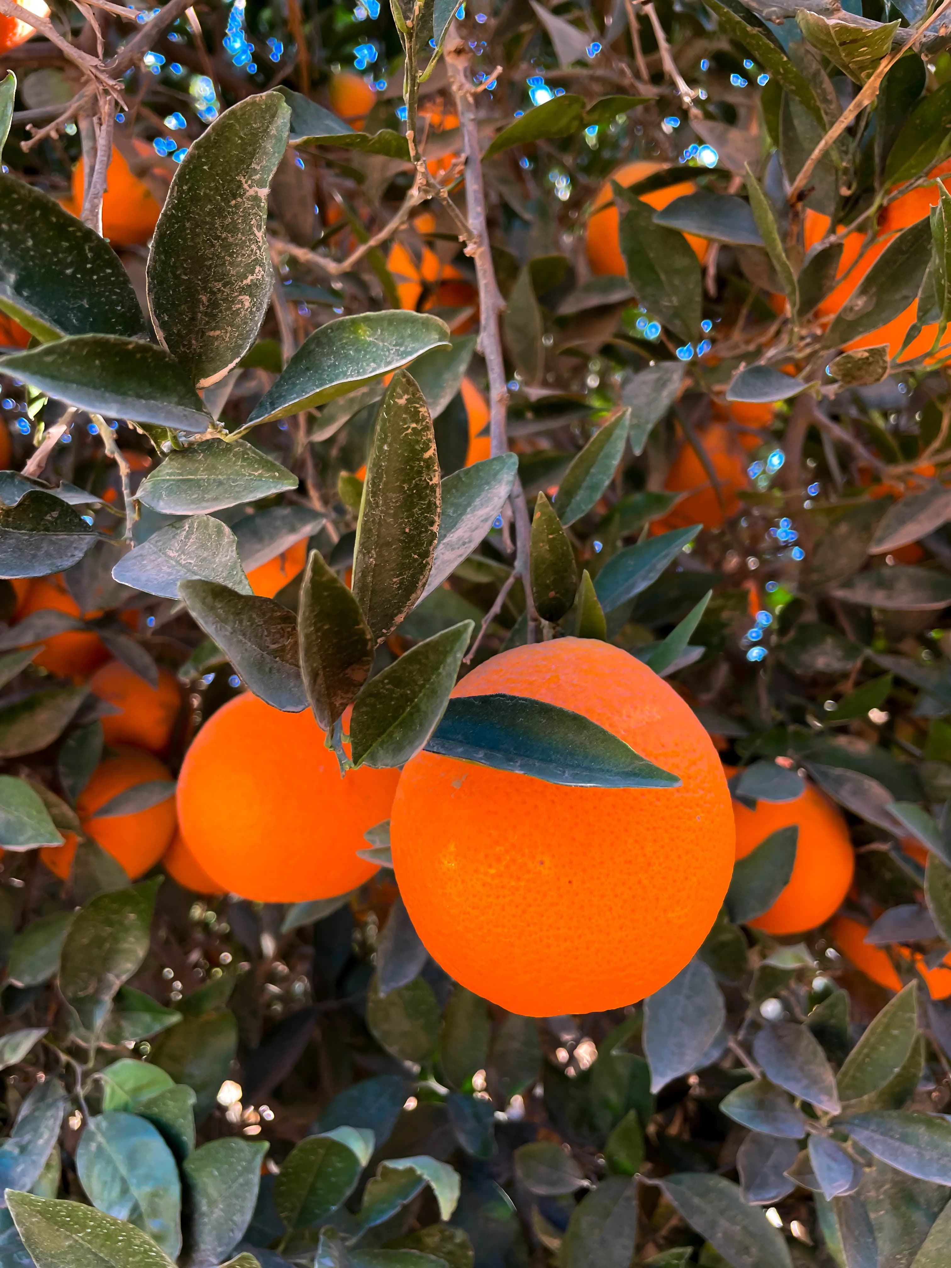 Citrus Detail