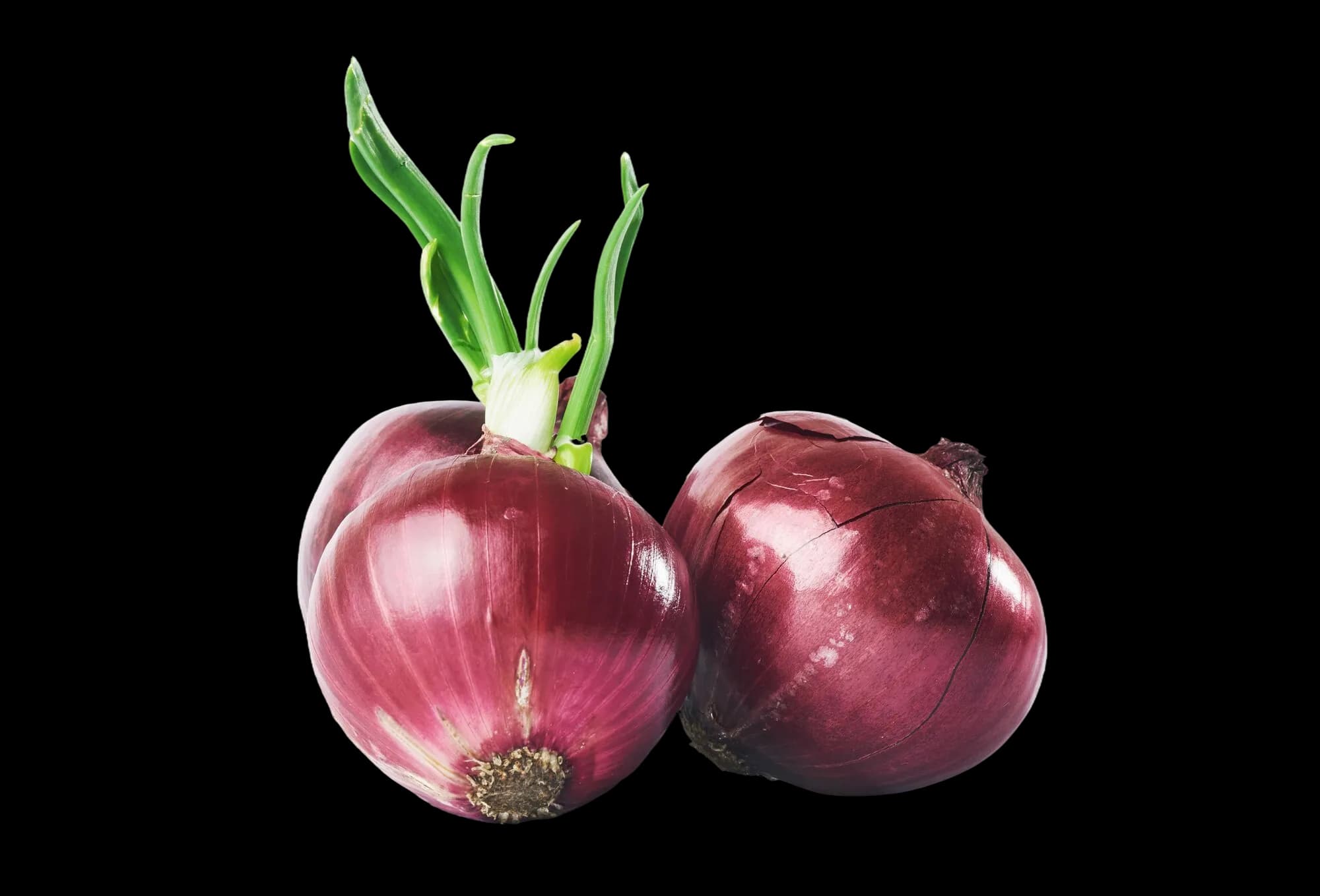 Egyptian Red Onion