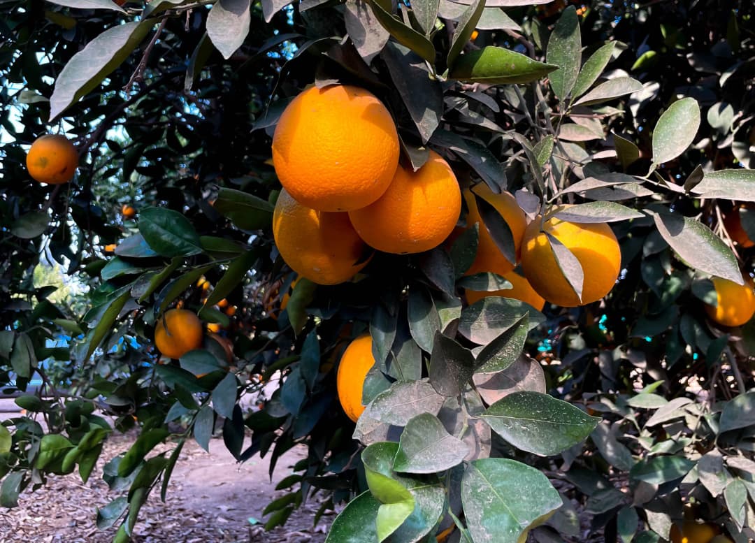 Приёмка и предохлаждение