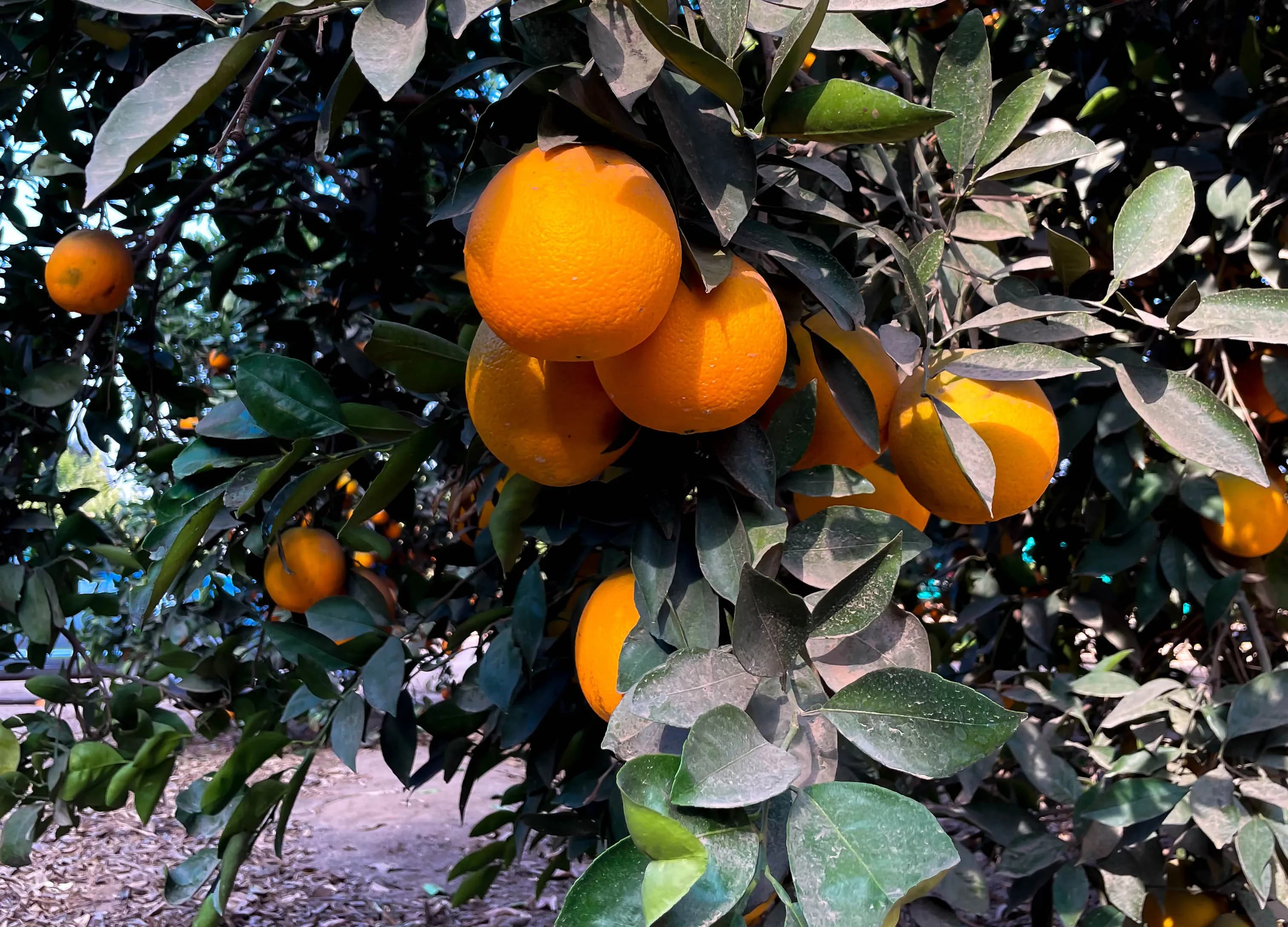 Приёмка и предохлаждение